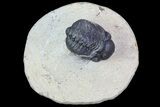Bargain, Reedops Trilobite Fossil - Good Eye Facets #68652-1